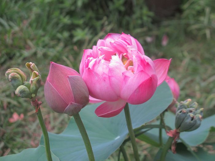 Ƭ 098.jpg