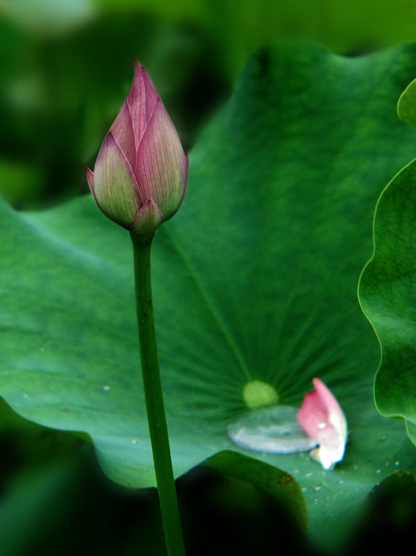 dsc00025a.jpg