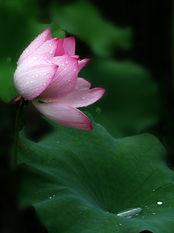 dsc00023a.jpg