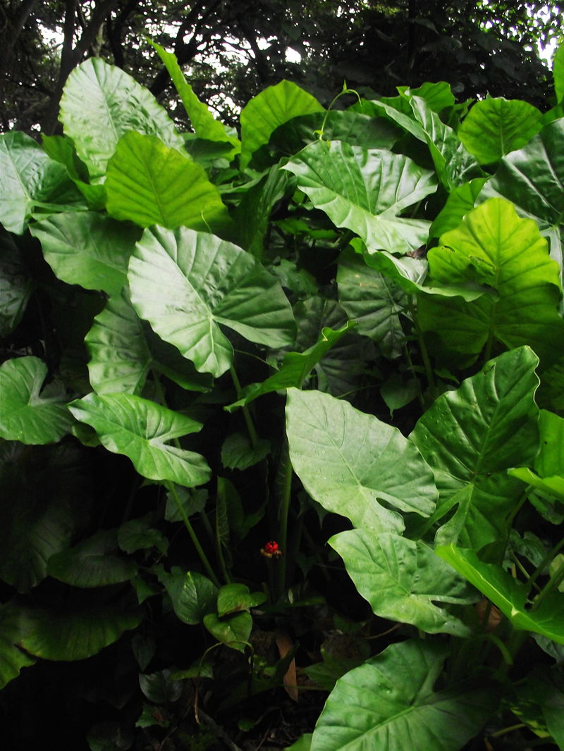 dscf5069.jpg