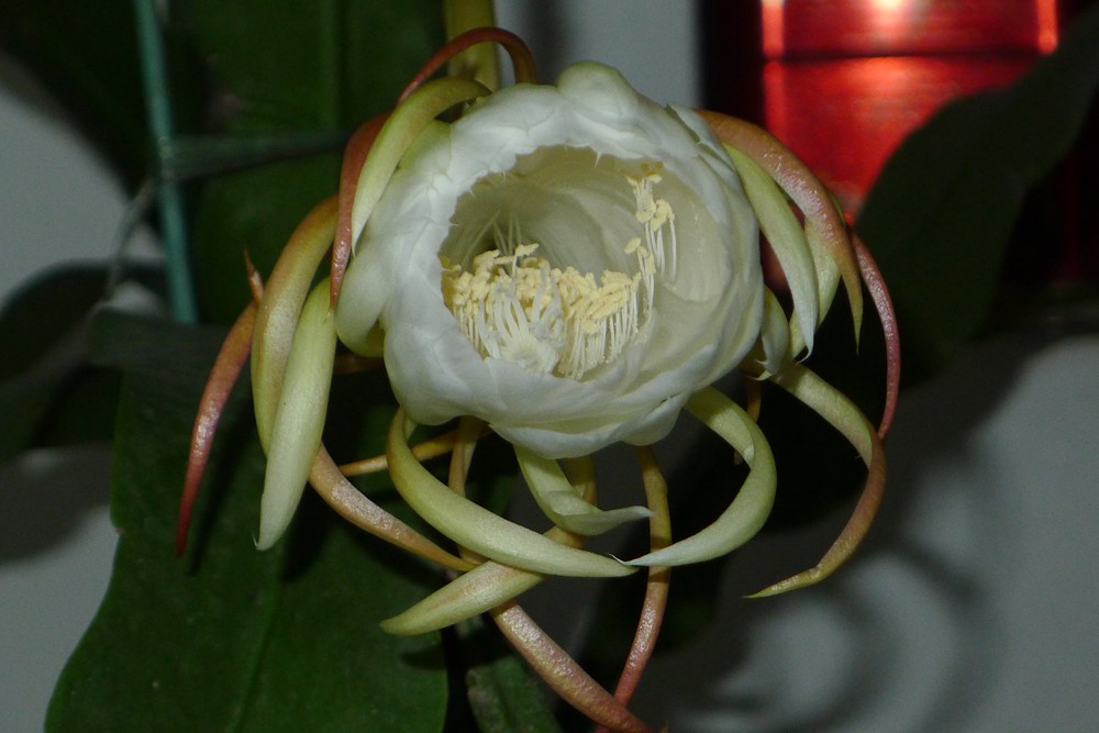 p1070719_.jpg