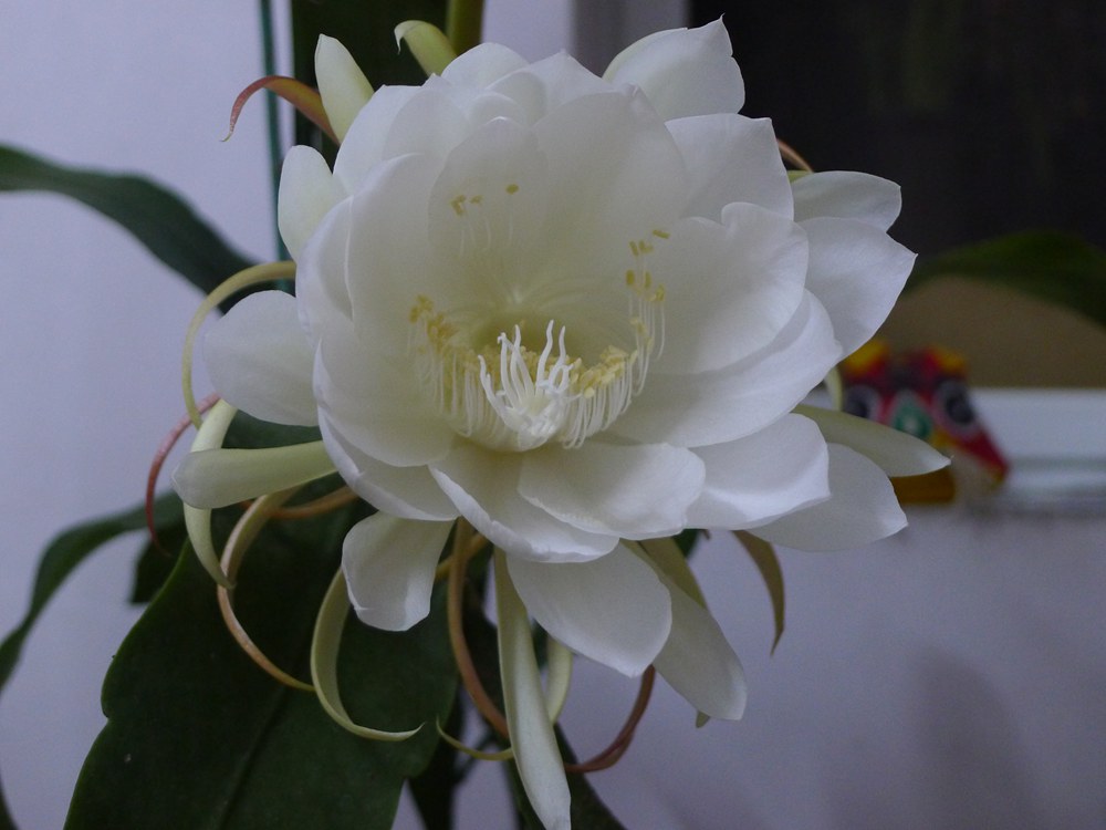 p1070760_.jpg