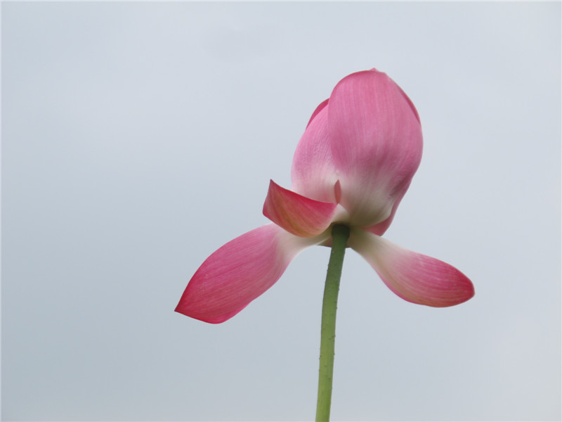 ɻͽ 047.jpg