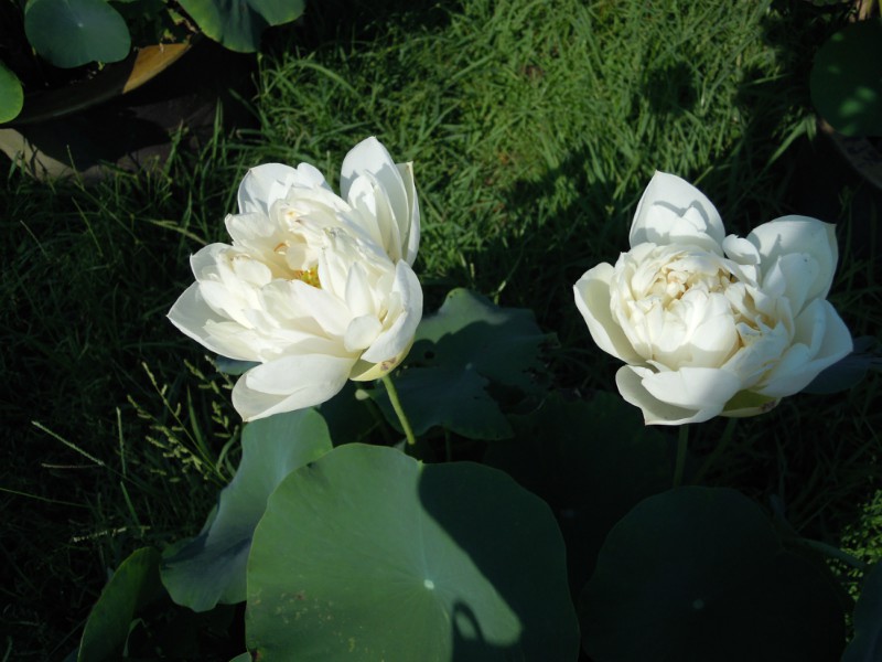 psb (1).jpg