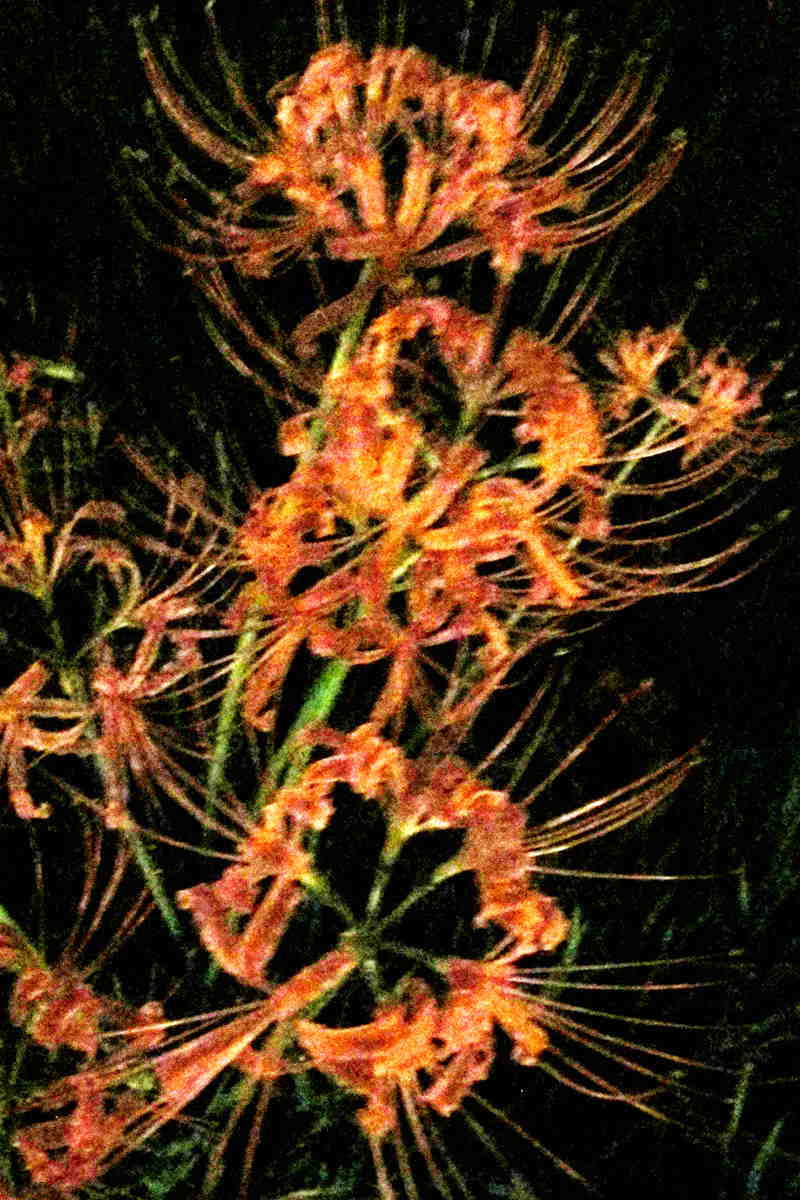 img_3068_.jpg
