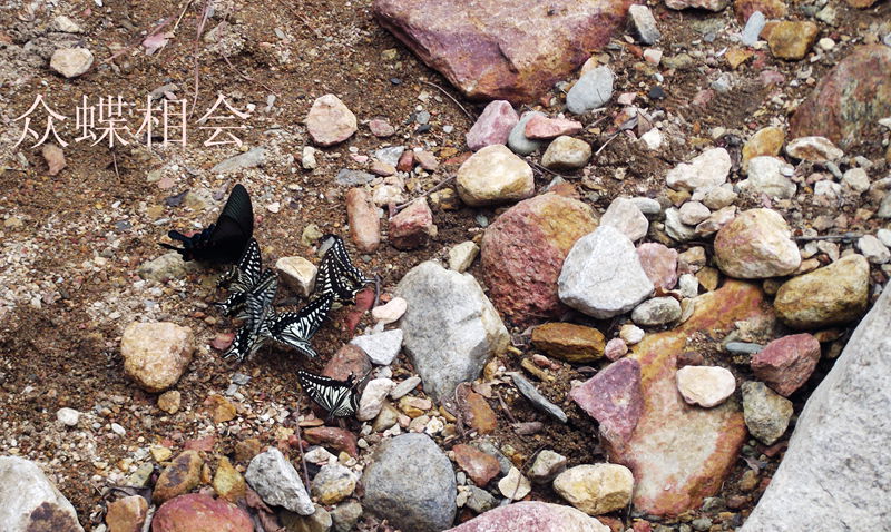 dscf0072.jpg