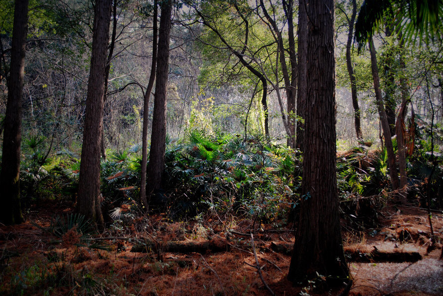 DSC_01001.jpg