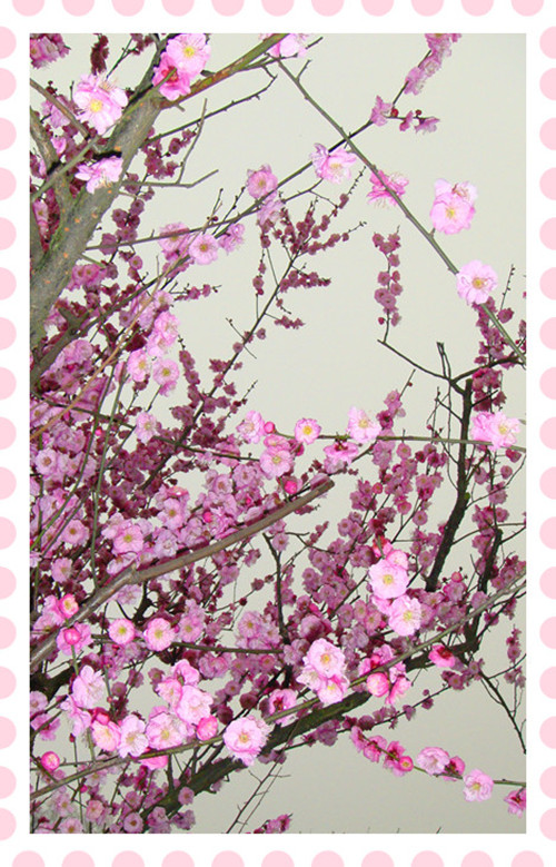 DSC09350__.jpg