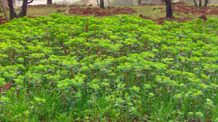 DSC09357_.jpg