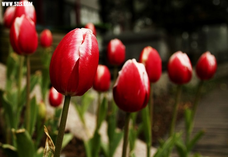 _MG_3334.jpg