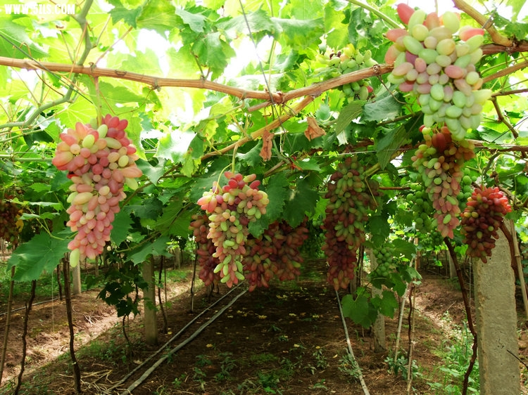 DSCF5548.JPG