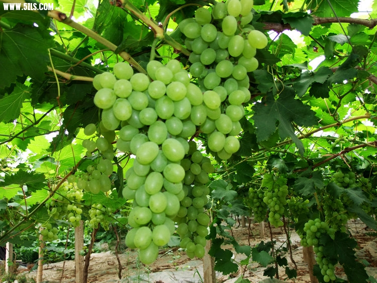 DSCF5559.JPG