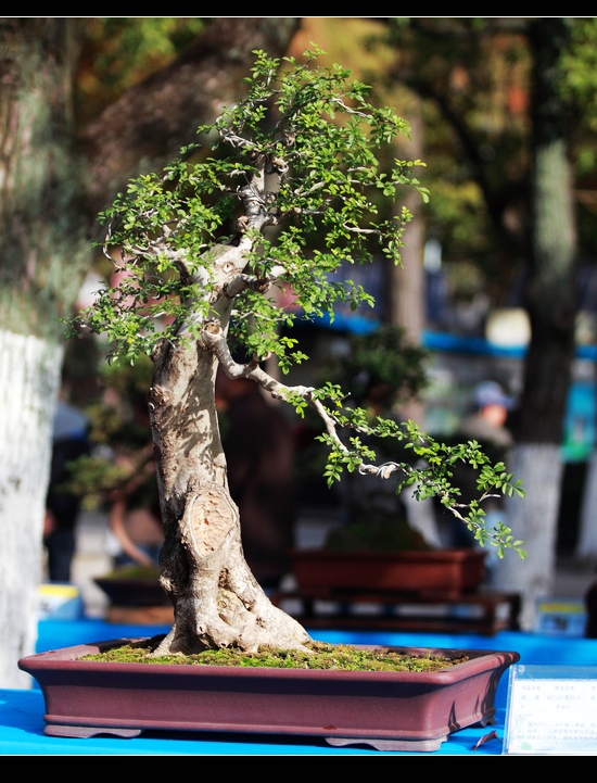 _mg_7412.jpg
