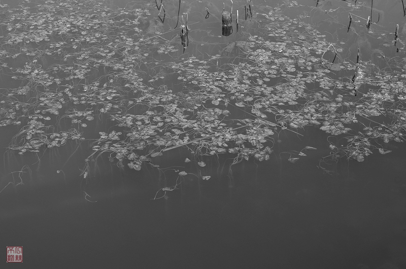l1003582-2.jpg