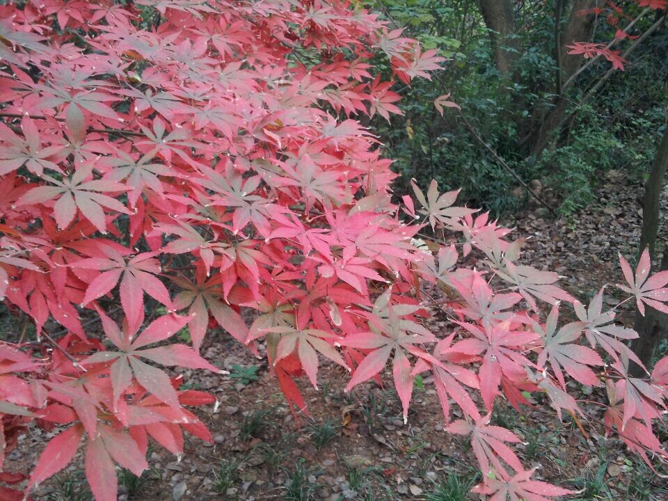 qqͼƬ20141123160751.jpg