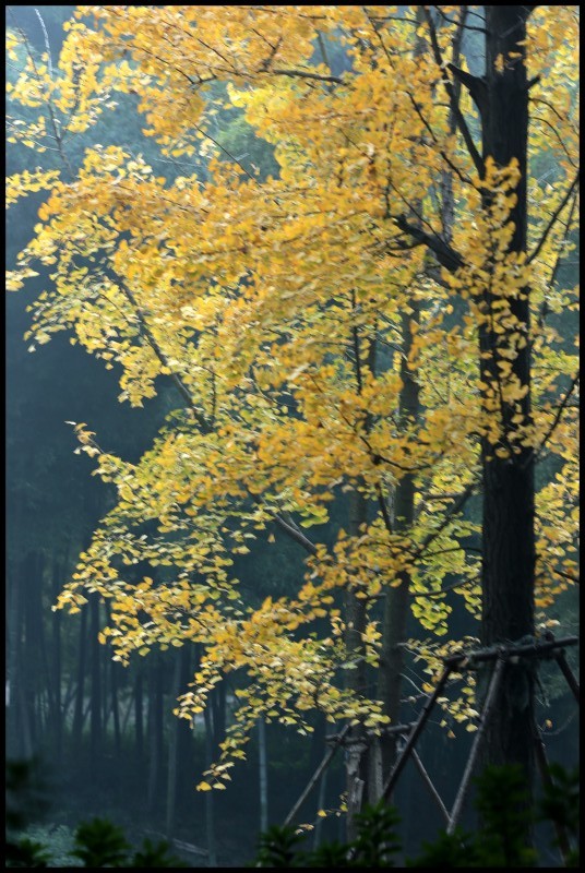 conew_1123ɽɨ 029_conew1.jpg