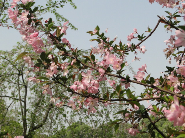 dsc00917.jpg