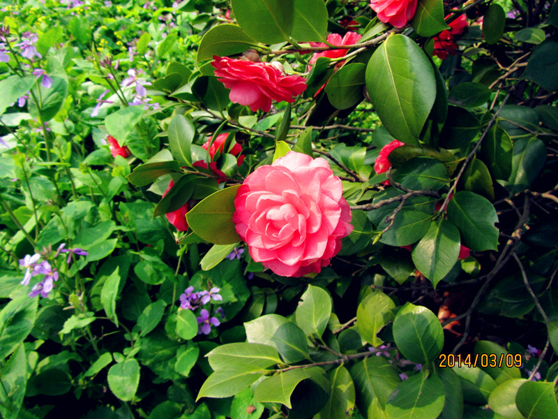 Ƭ20140309 061_.jpg