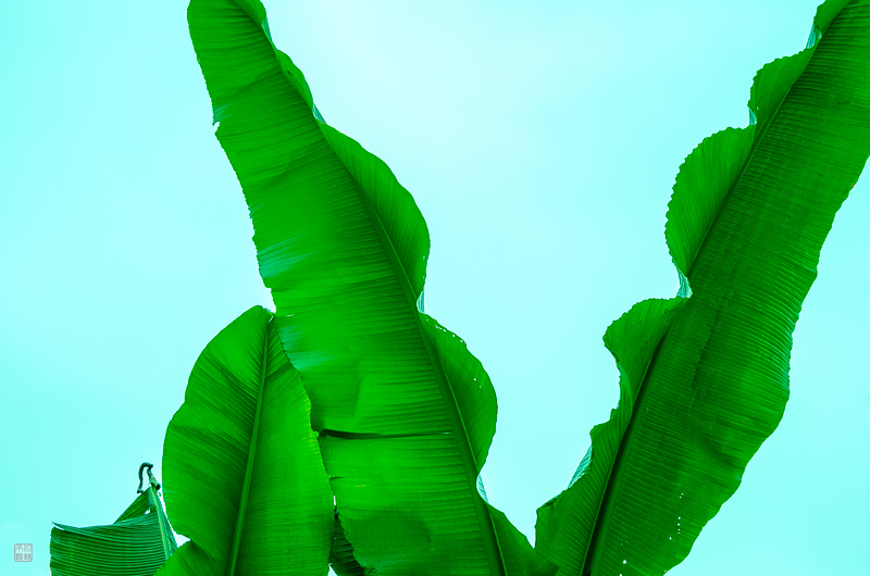 l1004226.jpg