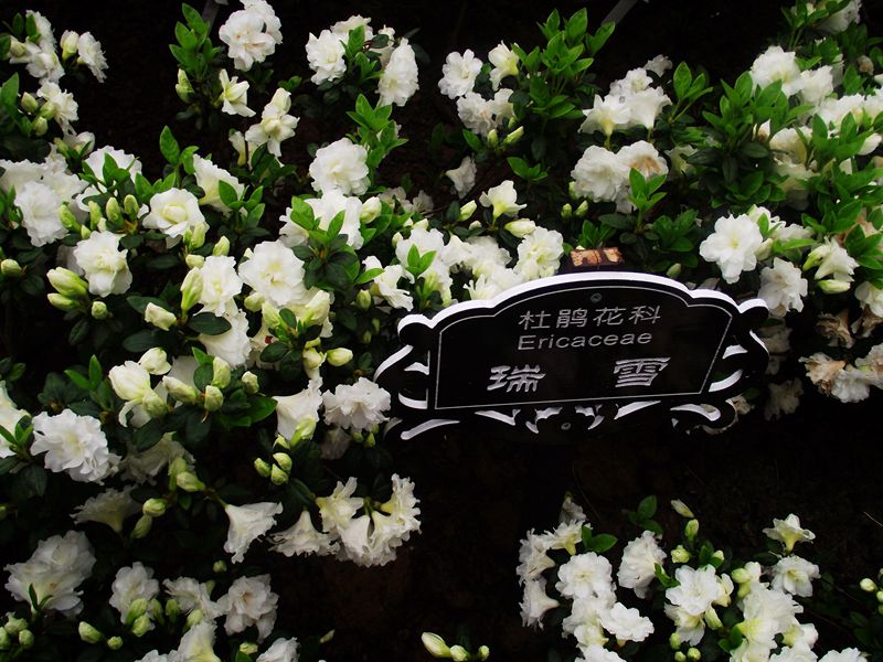 dscf0029.jpg