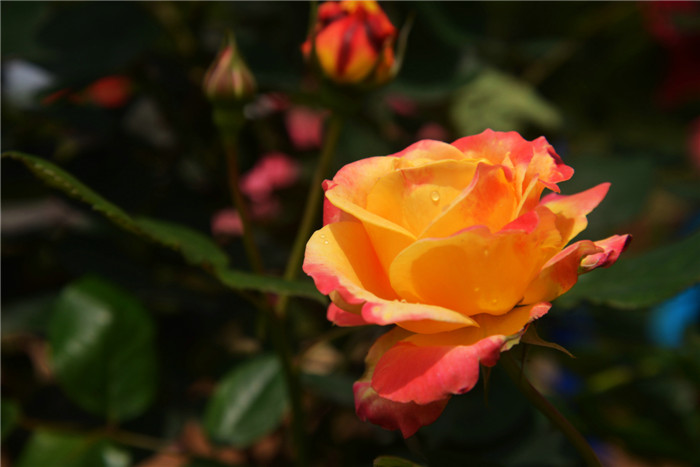 dsc_6930_.jpg
