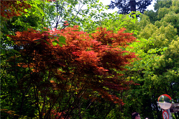dsc_6973_.jpg