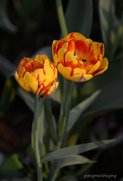 dsc_5406___.jpg