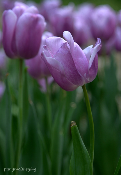 dsc_5426__.jpg