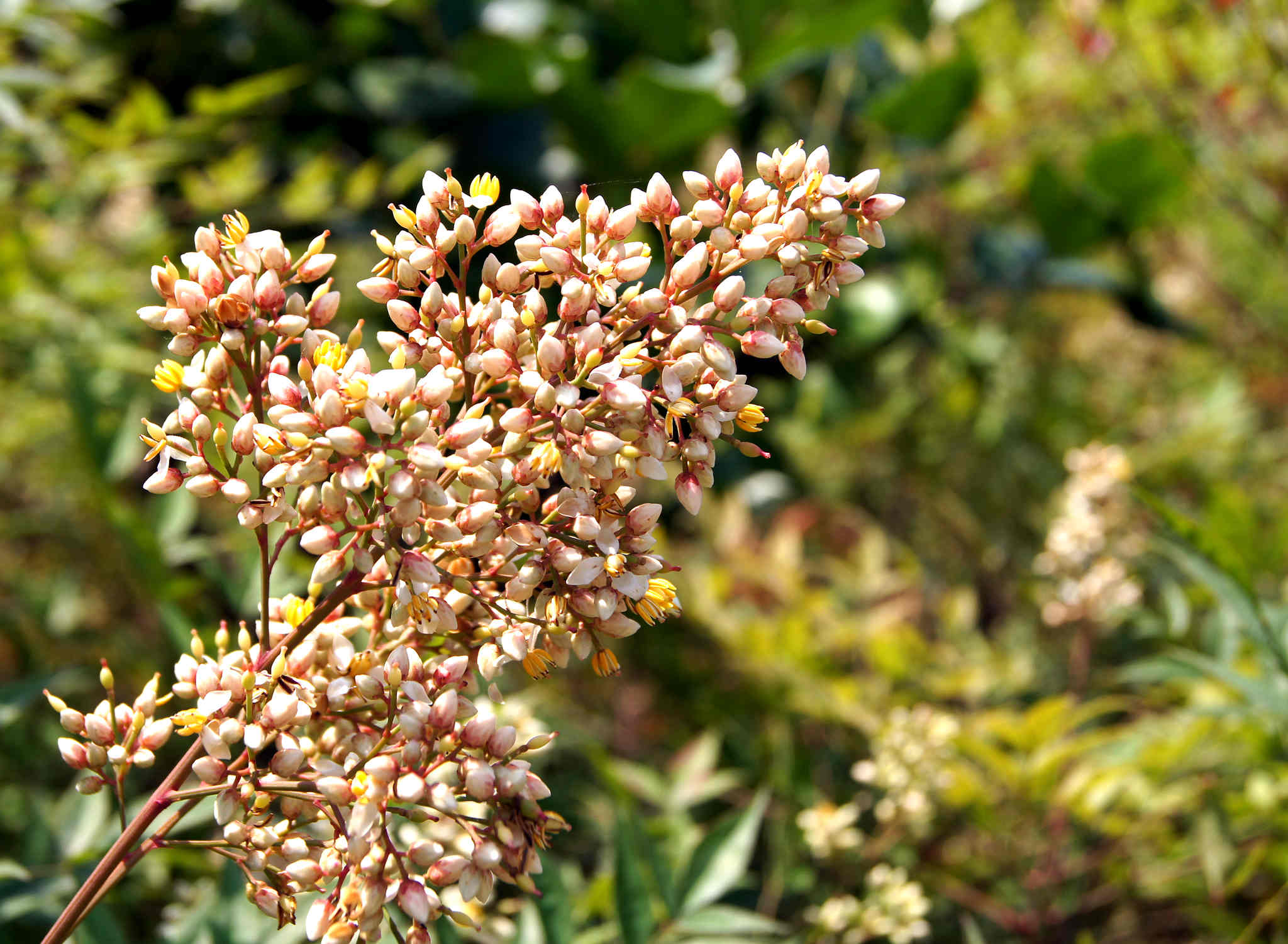 dsc00186_.jpg