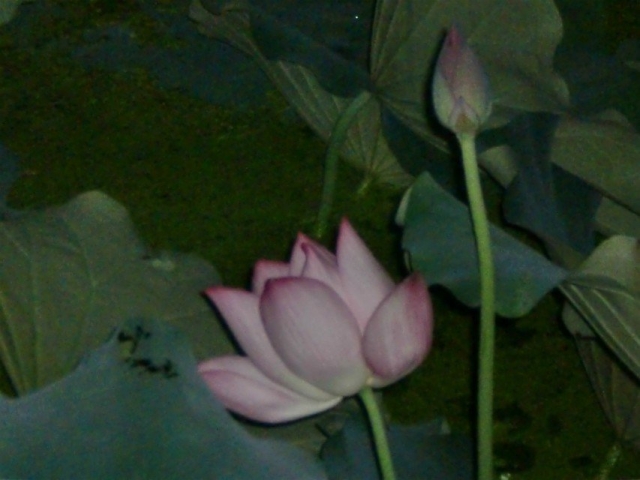 psb001.jpg