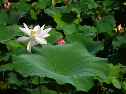 p1050051_.jpg