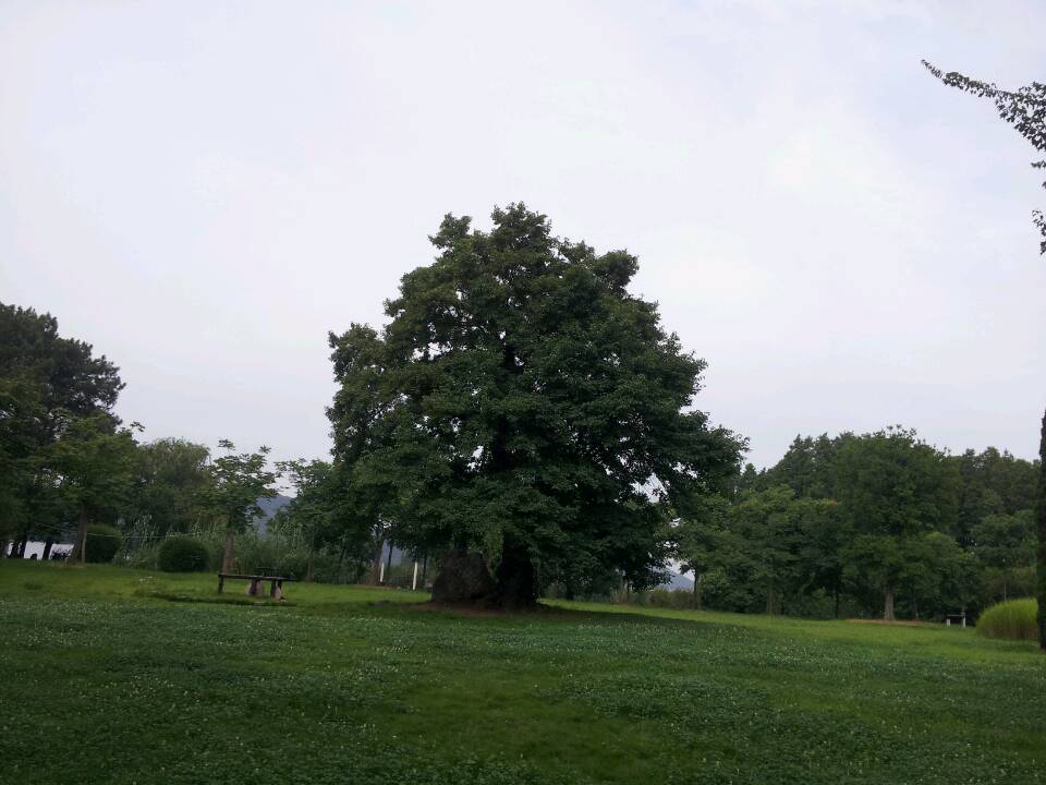 0s046189793720140720_091336.jpg