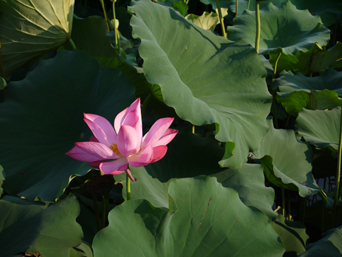 p1050117_.jpg