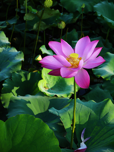 p1050119_.jpg
