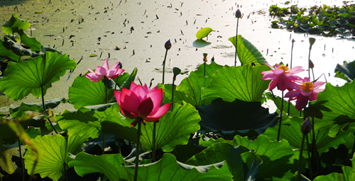p1050126_.jpg