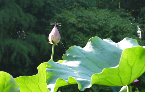 p1050152_.jpg