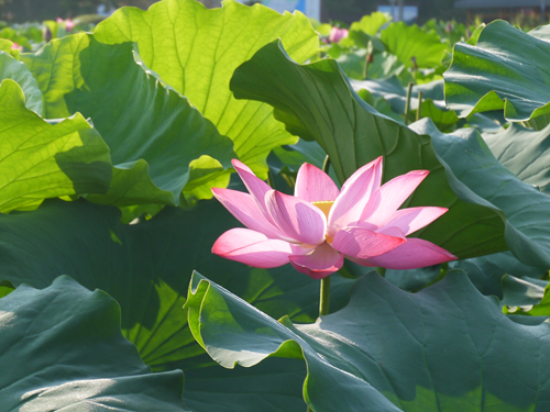 p1050140_.jpg