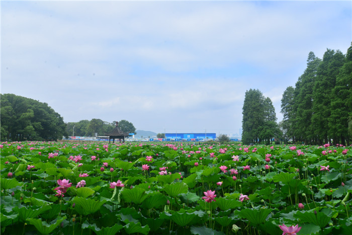 dsc_0528_.jpg
