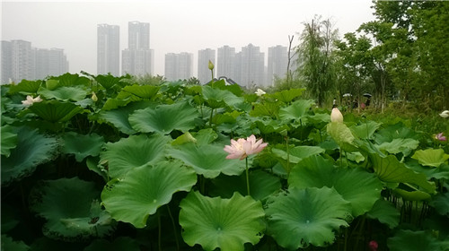 medialib_camera roll_wp_20140630_021_.jpg