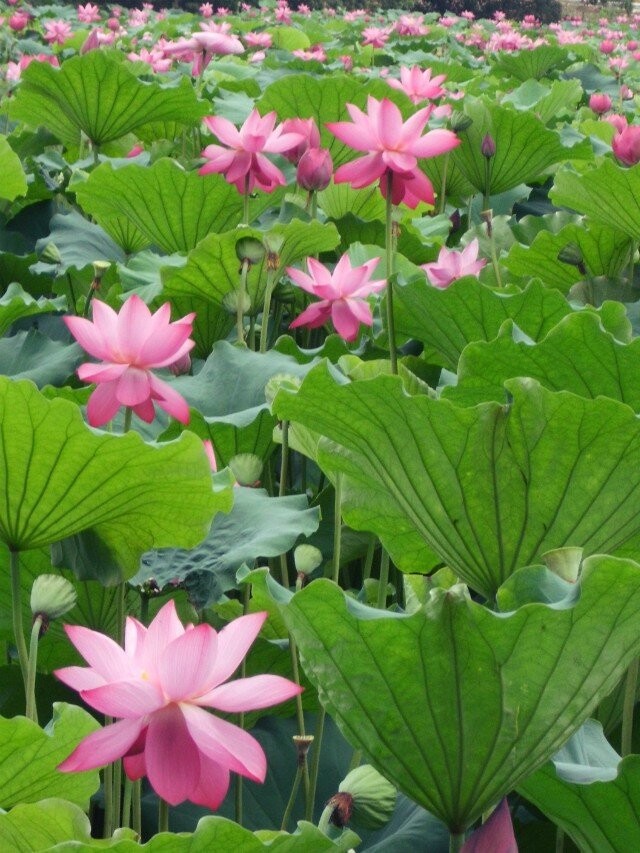 qqͼƬ20140707175659.jpg