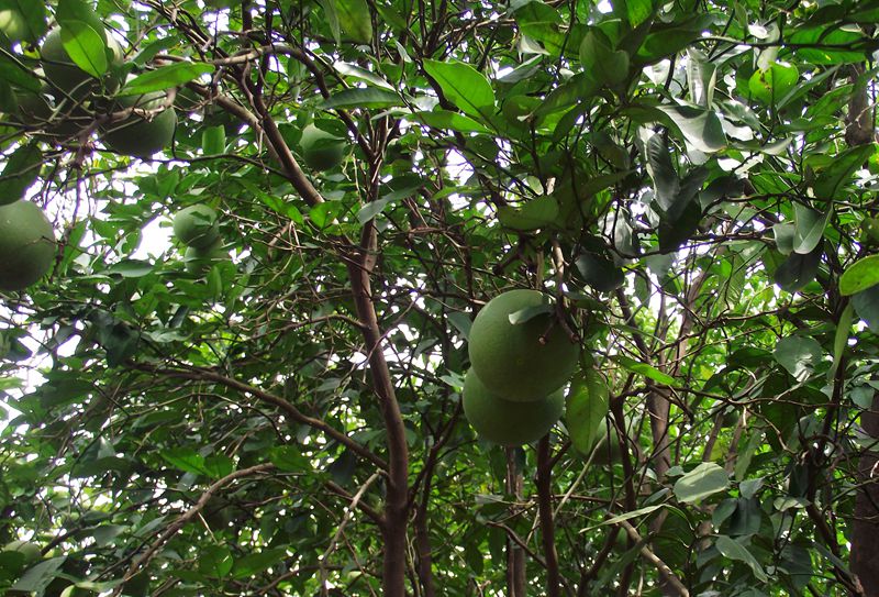 dscf8033.jpg