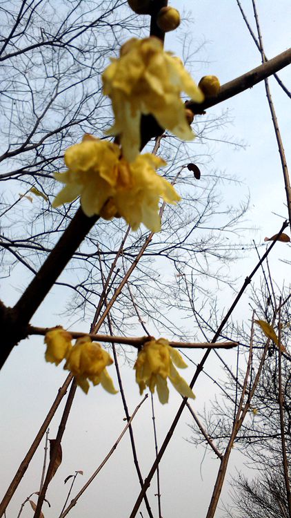 img_20150110_135211.jpg
