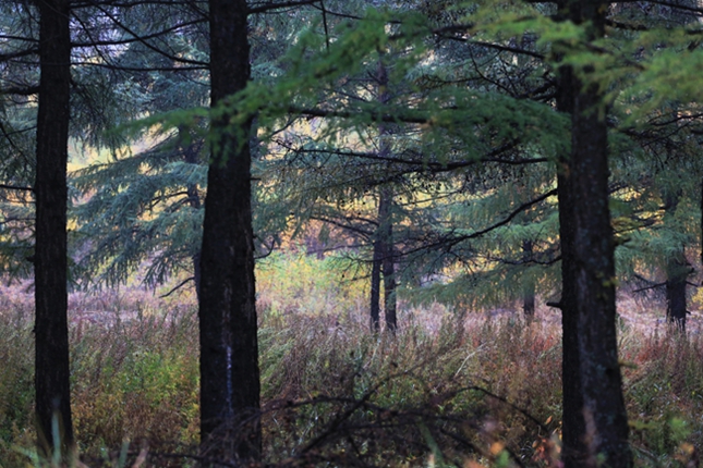 ca9a0132.jpg