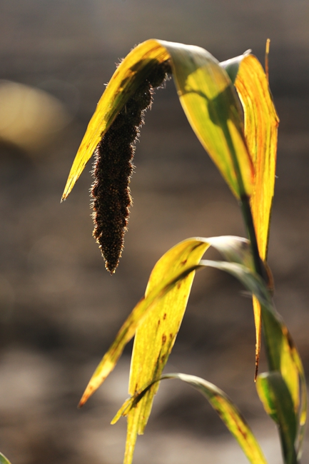 ca9a0398.jpg