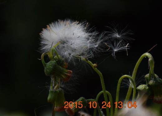20687c66b6a42719.jpg