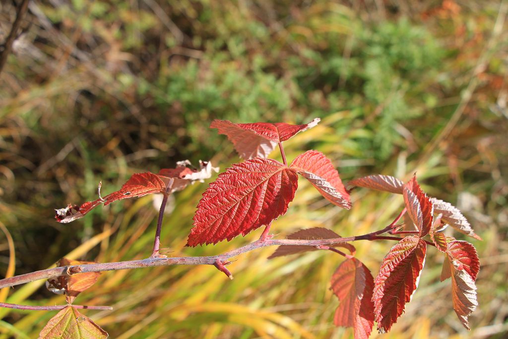 z3f_0332.jpg