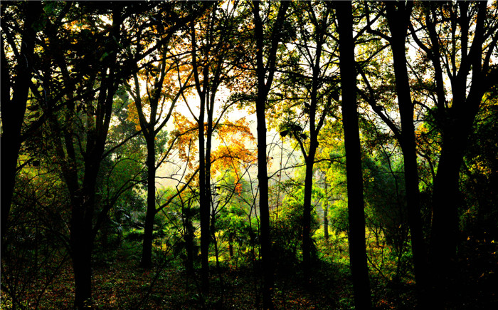 dsc_0700_.jpg