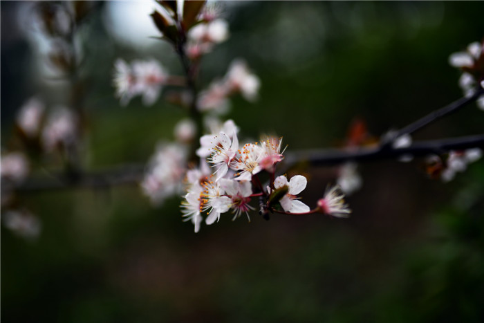 dsc_1038_.jpg