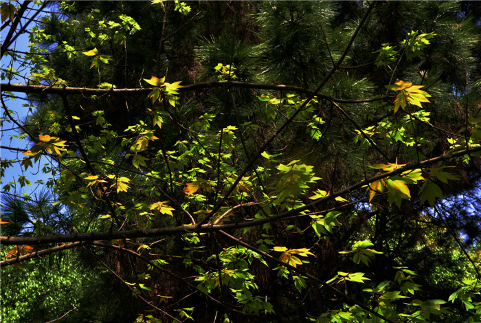 dsc_2784_.jpg