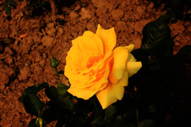 img_5833.jpg